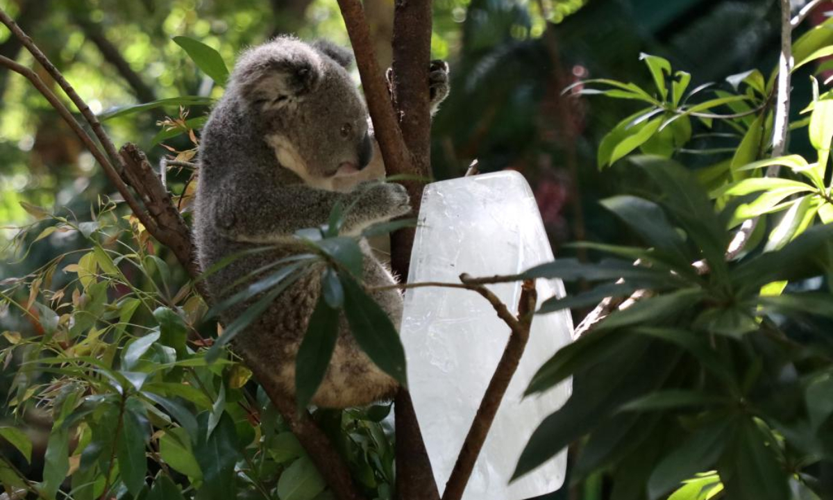 A Koala plays beside an ice cube at Chimelong Safari Park in Guangzhou, south China's Guangdong Province, July 22, 2022. The zoo tries every means to help animals fend off the summer heat in recent days. Photo:Xinhua