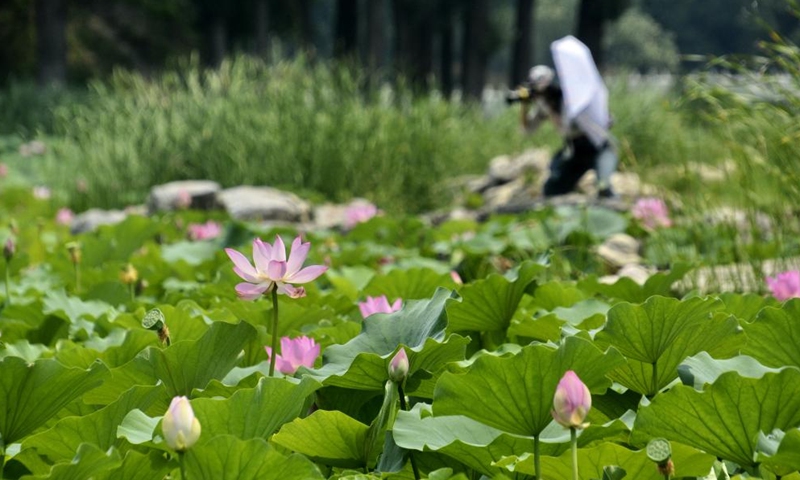 Photo taken on July 20, 2022 shows blooming lotus flowers at Yuanmingyuan Park in Beijing, capital of China.(Photo: Xinhua)