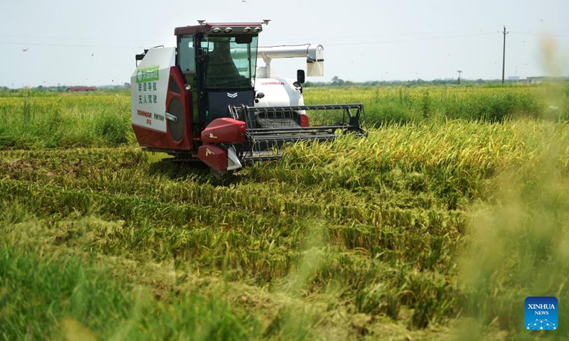 Photo taken on July 20, 2022 shows an unmanned harvester working in Jiangxiang Township, Nanchang County of east China's Jiangxi Province. During the summer grain harvest season, unmanned harvesters have been put into use in some parts of east China's Jiangxi Province.(Photo: Xinhua)