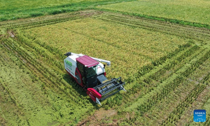 Aerial photo taken on July 20, 2022 shows an unmanned harvester working in Jiangxiang Township, Nanchang County of east China's Jiangxi Province. During the summer grain harvest season, unmanned harvesters have been put into use in some parts of east China's Jiangxi Province.(Photo: Xinhua)