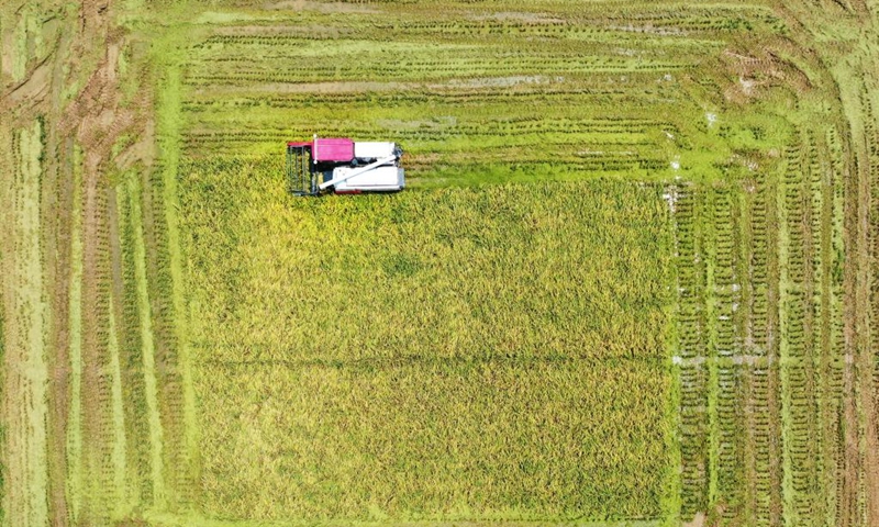 Aerial photo taken on July 20, 2022 shows an unmanned harvester working in Jiangxiang Township, Nanchang County of east China's Jiangxi Province. During the summer grain harvest season, unmanned harvesters have been put into use in some parts of east China's Jiangxi Province.(Photo: Xinhua)