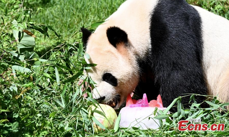 2022 年 7 月 26 日，大熊猫毛竹在中国西南部云南省昆明市的云南野生动物园享用用冰和水果制成的特殊生日蛋糕。云南公园周二为毛竹举办了生日派对。  （图片：中新社/李嘉贤）