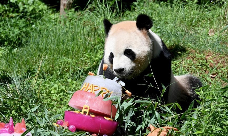 Giant panda Mao Zhu enjoys its special birthday cake made with ice and fruit at Yunnan Wild Animal Park in Kunming, southwest China's Yunnan Province, July 26, 2022. Yunnan park held a birthday party for Mao Zhu on Tuesday. (Photo: China News Service/Li Jiaxian)