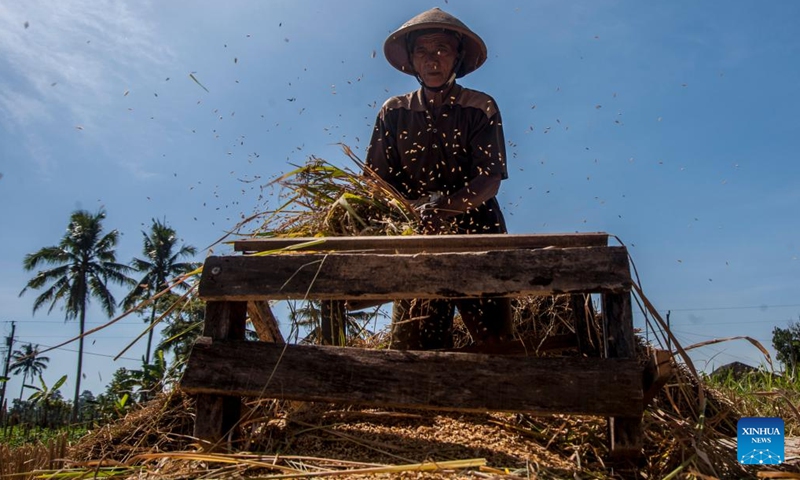 A farmer separates rice from straws in a paddy field near Mount Merapi at Cangkringan Village in Sleman district, Yogyakarta, Indonesia, July 26, 2022. (Photo by Agung Supriyanto/Xinhua)