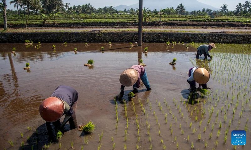 Farmers work in a paddy field near Mount Merapi at Cangkringan Village in Sleman district, Yogyakarta, Indonesia, July 26, 2022. (Photo by Agung Supriyanto/Xinhua)