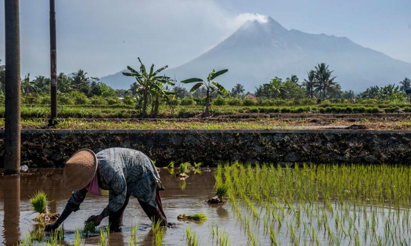 A farmer works in a paddy field near Mount Merapi at Cangkringan Village in Sleman district, Yogyakarta, Indonesia, July 26, 2022. (Photo by Agung Supriyanto/Xinhua)