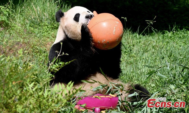 2022 年 7 月 26 日，大熊猫毛竹在中国西南部云南省昆明市的云南野生动物园玩耍。云南公园周二为毛竹举办了生日派对。  （图片：中新社/李嘉贤）