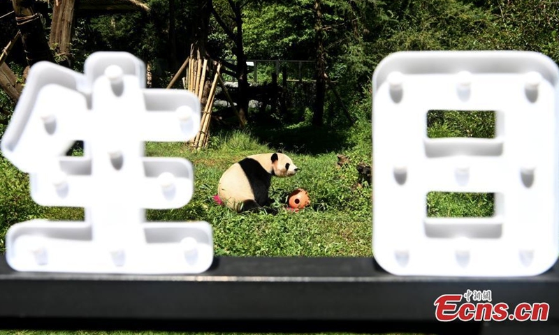 Giant panda Mao Zhu plays at Yunnan Wild Animal Park in Kunming, southwest China's Yunnan Province, July 26, 2022. Yunnan park held a birthday party for Mao Zhu on Tuesday. (Photo: China News Service/Li Jiaxian)
