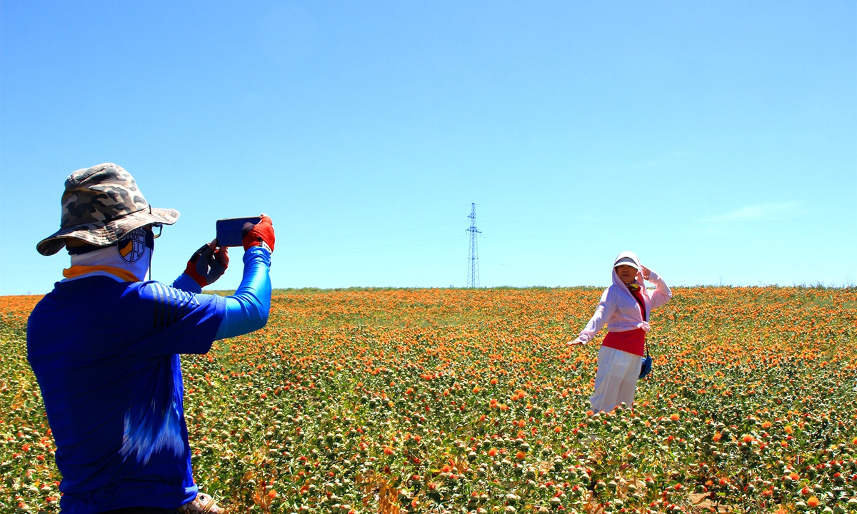Tourists pose for photos in a field of safflowers in Yumin county, Northwest China's Xinjiang Uygur Autonomous Region, on July 27, 2022. The 150,000 mu (10,000 hectares) of safflowers in Yumin county have been in full bloom, attracting tourists from around the nation. Xinjiang topped the list of popular travel destinations in terms of hotel orders on some travel platforms in July. Photo: VCG
