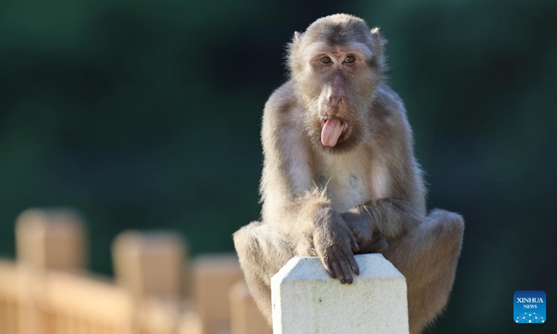 A Tibetan macaque is pictured in the Wuyishan National Park, southeast China's Fujian Province, July 23, 2022. The number of wild Tibetan macaques has been on the rise in the park, thanks to stronger ecological protection and rising environment protection awareness.(Photo: Xinhua)