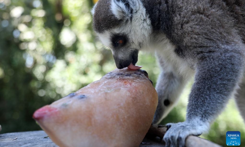 A ring-tailed lemur eats frozen fruit at Israel's Safari Zoo in central Israeli city of Ramat Gan, as temperature hits 36 degrees Celsius, on July 28, 2022.(Photo: Xinhua)