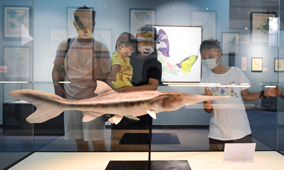 Visitors observe a specimen of the Chinese paddlefish at the Beijing Museum of Natural History on June 18, 2022. Photo: IC