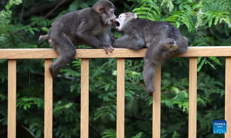 Tibetan macaques are pictured in the Wuyishan National Park, southeast China's Fujian Province, July 23, 2022. The number of wild Tibetan macaques has been on the rise in the park, thanks to stronger ecological protection and rising environment protection awareness.(Photo: Xinhua)
