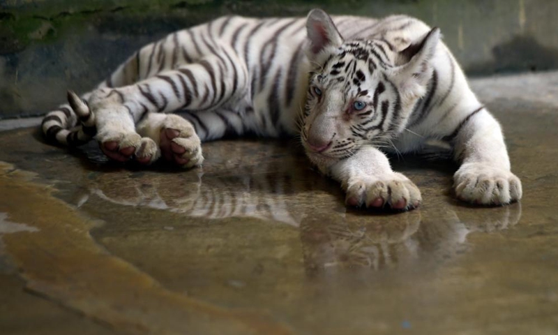 A white Royal Bengal Tiger cub is seen in Bangladesh National Zoo in Dhaka, Bangladesh, July 28, 2022. The International Tiger Day is marked on July 29.(Photo: Xinhua)