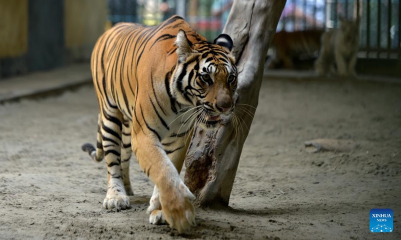 A Royal Bengal Tiger is seen in Bangladesh National Zoo in Dhaka, Bangladesh, July 28, 2022. The International Tiger Day is marked on July 29.(Photo: Xinhua)