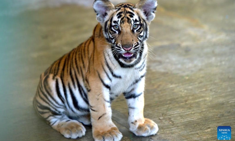 A Royal Bengal Tiger cub is seen in Bangladesh National Zoo in Dhaka, Bangladesh, July 28, 2022. The International Tiger Day is marked on July 29.(Photo: Xinhua)