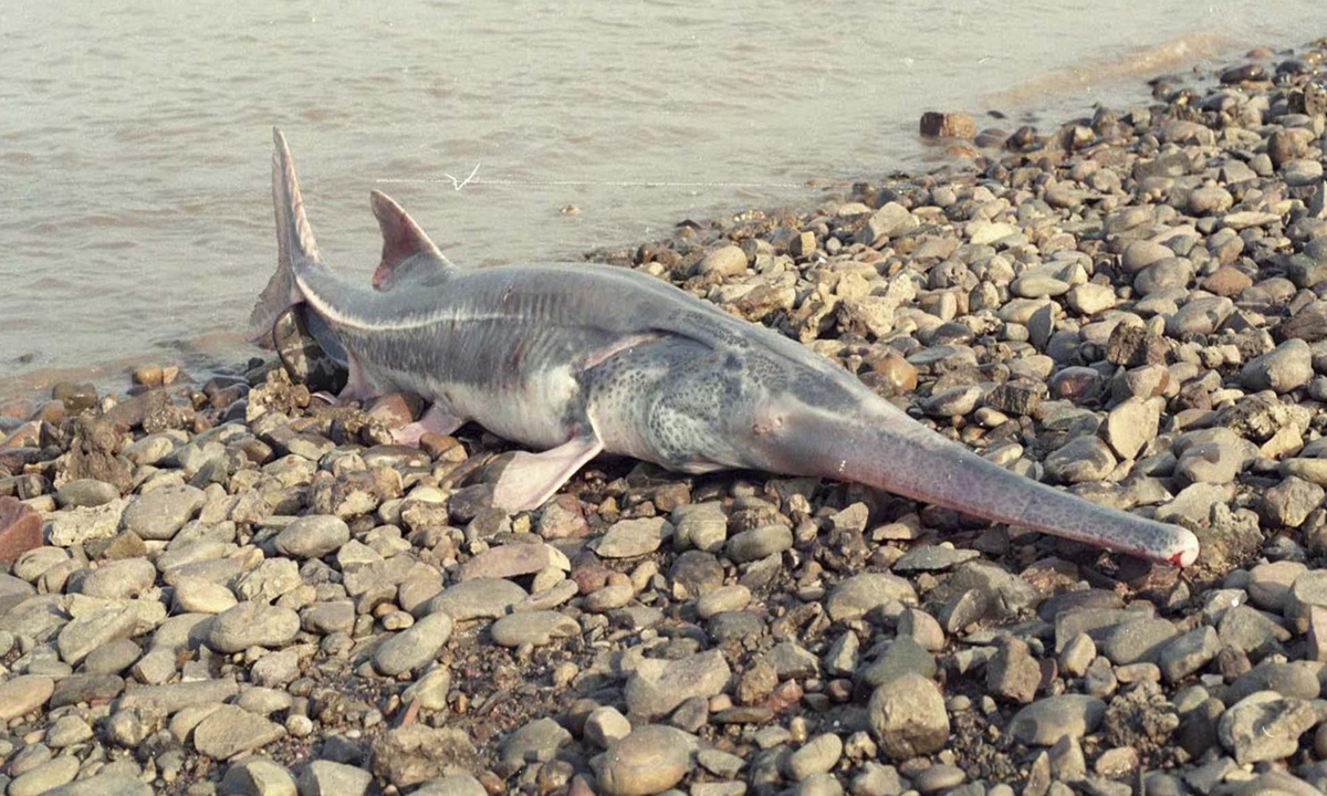 A Chinese paddlefish found in Yichang, Central China's Hubei Province in 1993. Photo: Courtesy of Wei qiwei