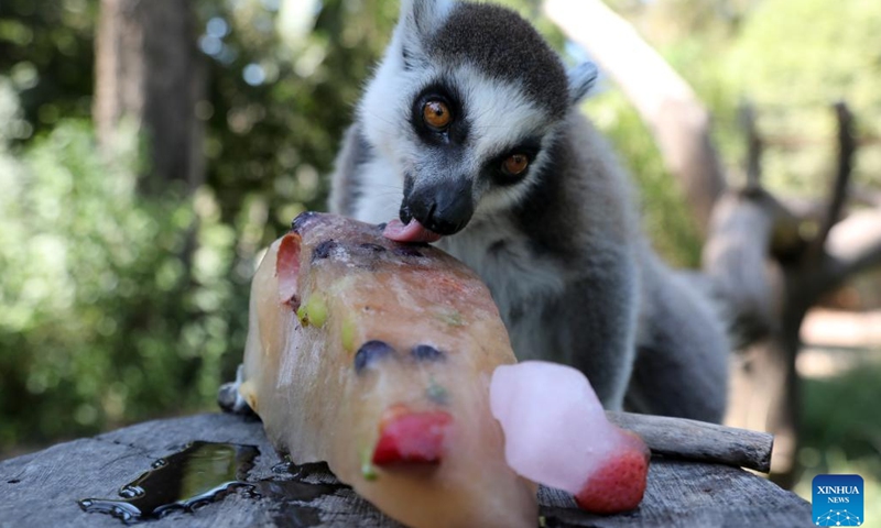 A ring-tailed lemur eats frozen fruit at Israel's Safari Zoo in central Israeli city of Ramat Gan, as temperature hits 36 degrees Celsius, on July 28, 2022.(Photo: Xinhua)