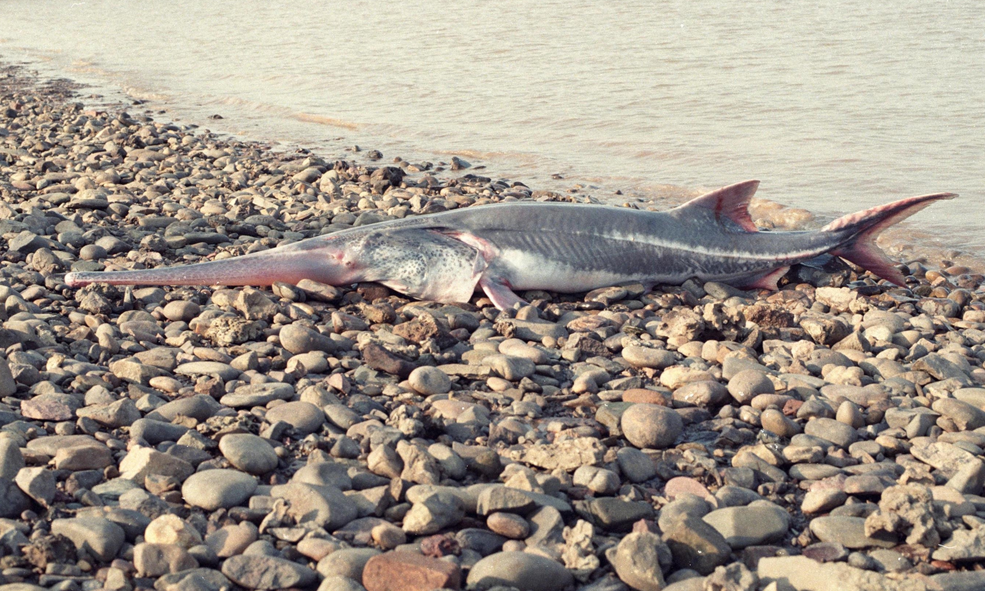 Extinction of Chinese paddlefish raises awareness on biodiversity protection in China’s largest river