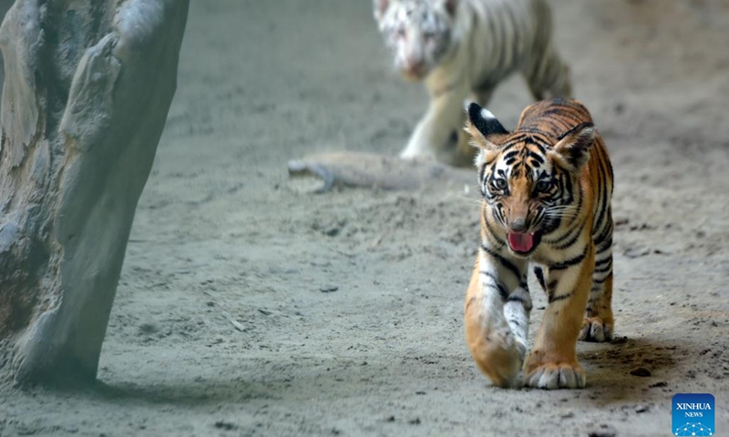 Tiger cubs play together in Bangladesh National Zoo in Dhaka, Bangladesh, July 28, 2022. The International Tiger Day is marked on July 29.(Photo: Xinhua)