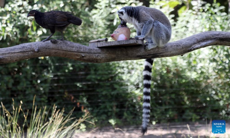 A ring-tailed lemur eats frozen fruit at Israel's Safari Zoo in central Israeli city of Ramat Gan, as temperature hits 36 degrees Celsius, on July 28, 2022.(Photo: Xinhua)