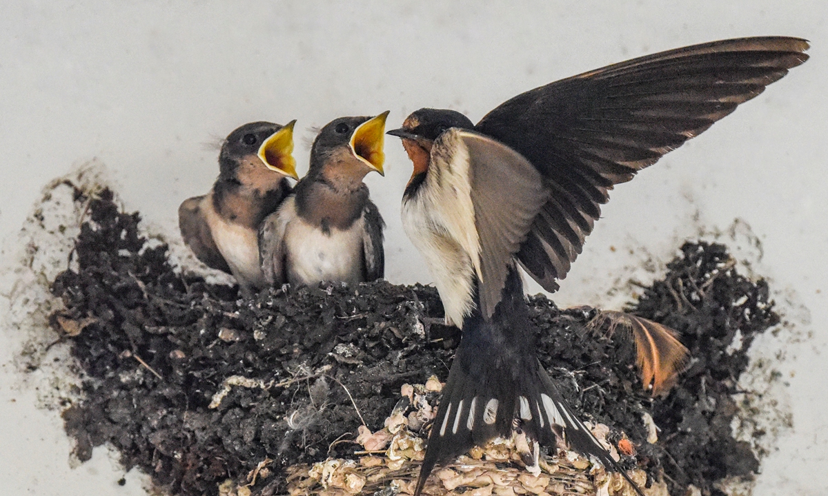 Mother swallow feeds its babies in a nest under the eaves in Nanning, South China's Guangxi Zhuang Autonomous Region on July 31, 2022. Photo: IC