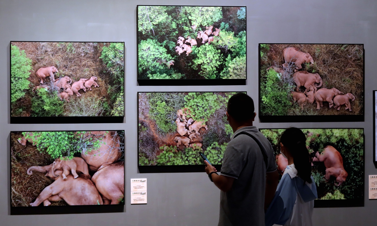 Ahead of World Elephant Day on August 12, 2022, residents in Southwest China's Yunnan Province re-experience the sensational Asian elephants' northern migration in 2021 through a photo exhibition. Photo: VCG