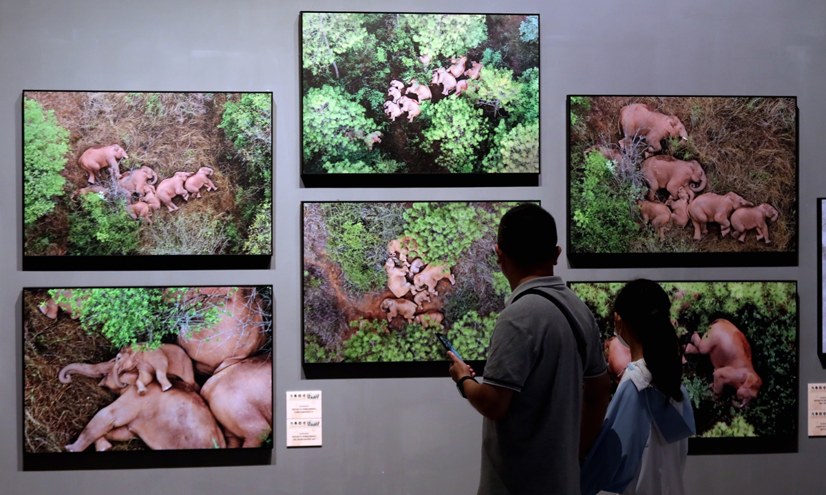 Ahead of World Elephant Day on August 12, 2022, residents in Southwest China's Yunnan Province re-experience the sensational Asian elephants' northern migration in 2021 through a photo exhibition. Photo: VCG