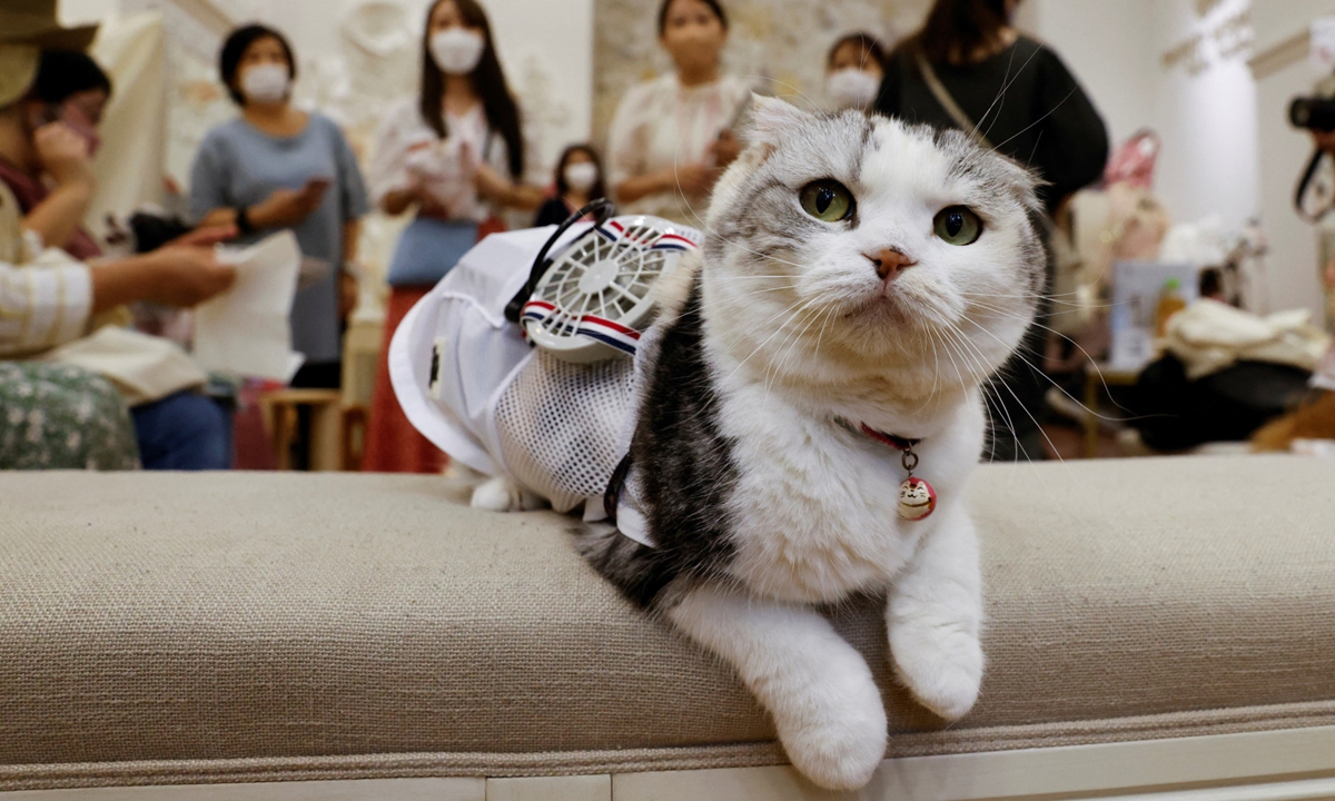 A 5-year-old Scottish Fold cat named Sun wears a battery-powered fan outfit for pets, developed by Japanese maternity clothing maker Sweet Mommy, during the company's promotional event in Tokyo on July 28. Photo: Reuters