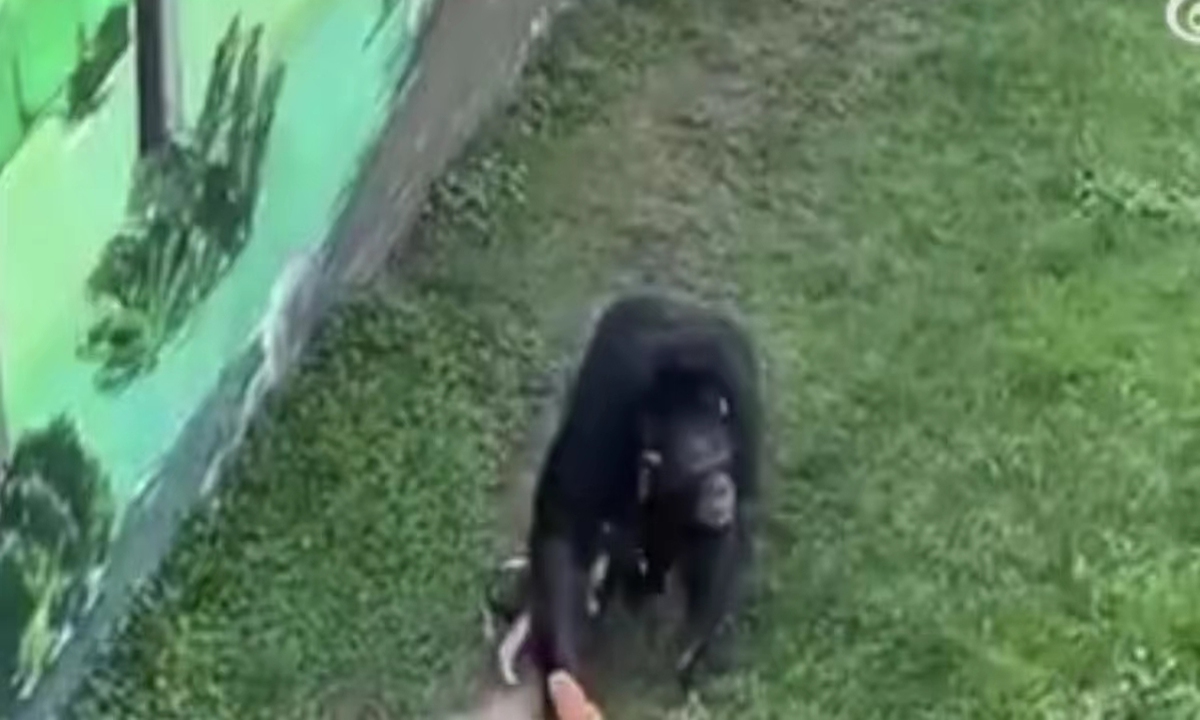 The gorilla holds the slipper Photo: Sina Weibo