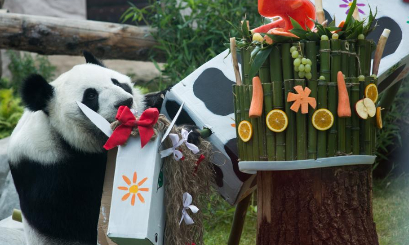 Giant panda Ding Ding plays with a toy at the Moscow Zoo in Moscow, capital of Russia, on July 31, 2022. Photo: Xinhua