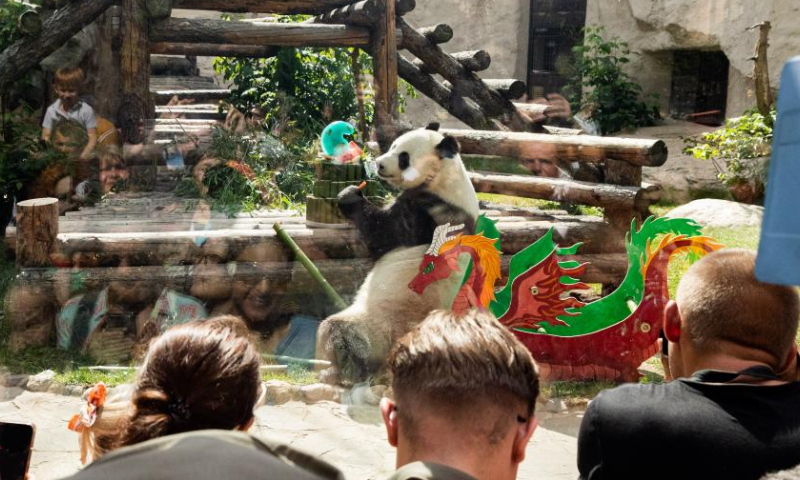 Visitors look at giant panda Ru Yi at the Moscow Zoo in Moscow, capital of Russia, on July 31, 2022. The Moscow Zoo on Sunday celebrated the birthdays of two giant pandas Ding Ding and Ru Yi. Six-year-old male Ru Yi was born on July 31, 2016 whereas five-year-old female Ding Ding was born on July 30, 2017.  Photo: Xinhua