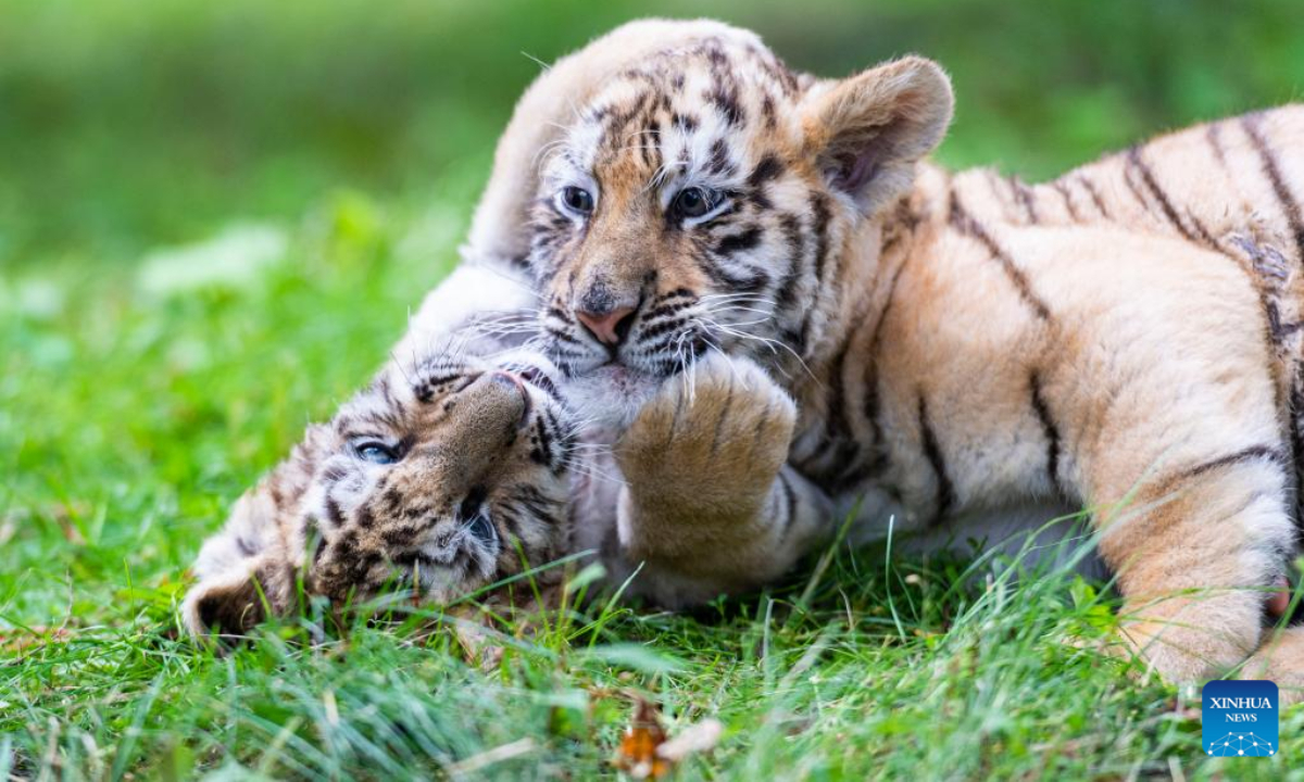 Siberian tiger cubs have fun at a forest park under the China Hengdaohezi Feline Breeding Center in northeast China's Heilongjiang Province, July 29, 2022. Tourists came to the China Hengdaohezi Feline Breeding Center in Hailin City on Friday in a way to observe the annual International Tiger Day, also known as Global Tiger Day, which falls on July 29. Photo:Xinhua