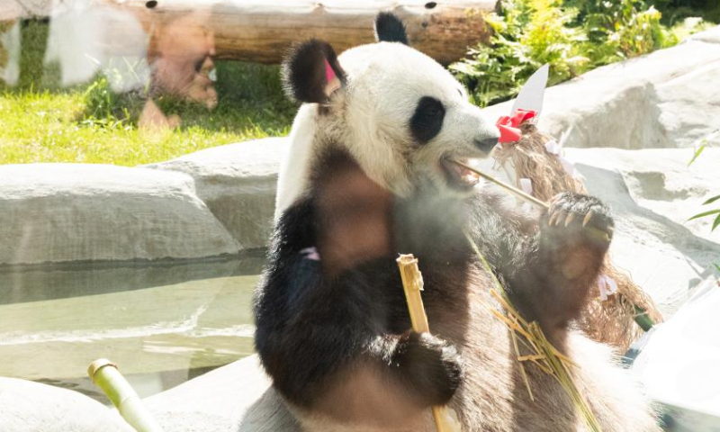 Giant panda Ding Ding feeds on bamboos at the Moscow Zoo in Moscow, capital of Russia, on July 31, 2022. Photo: Xinhua