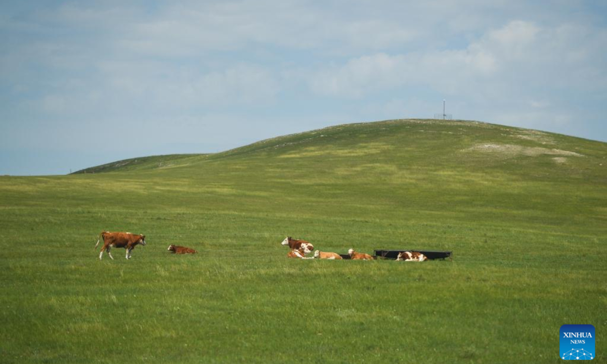 Photo taken on July 25, 2022 shows a herd of cattle in a grassland in Xilingol League in north China's Inner Mongolia Autonomous Region.  Photo: Xinhua