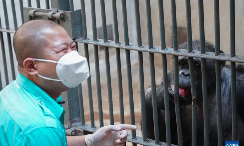 Wang Zheng offers ice to a chimpanzee at Beijing Zoo in Beijing, capital of China, July 14, 2022. Photo: Xinhua 