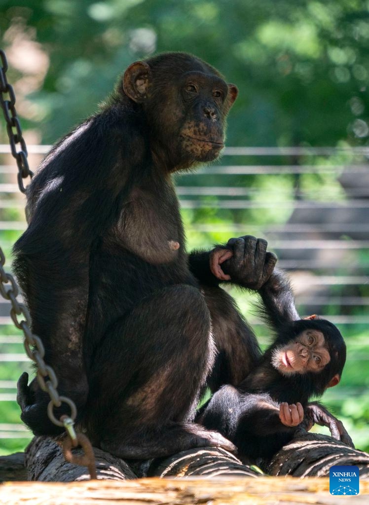 Nan Nan plays with her cub at Beijing Zoo in Beijing, capital of China, July 14, 2022. Photo: Xinhua 