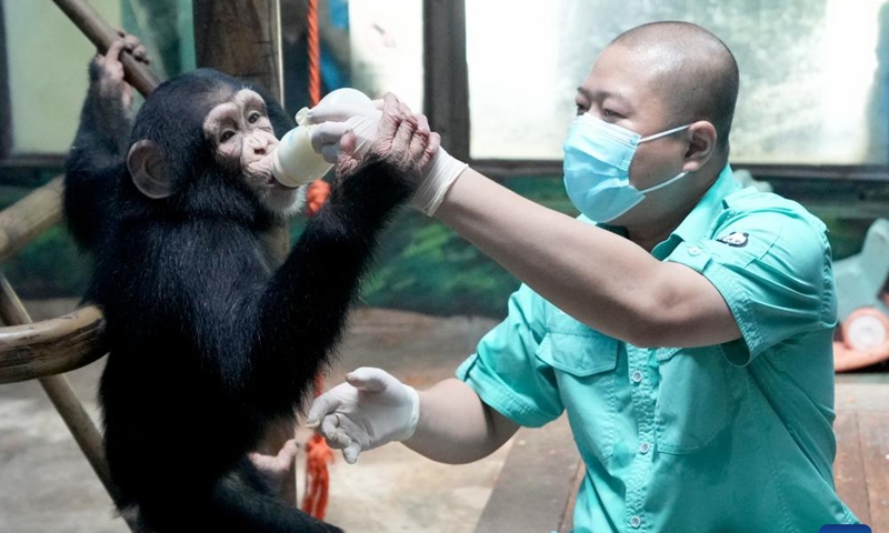 Wang Zheng nurses a chimpanzee cub at Beijing Zoo in Beijing, capital of China, July 14, 2022. Wang Zheng has worked at the Gorilla House of Beijing Zoo for 17 years. He takes care of all aspects about the animals living here. As a breeder, Wang needs to learn and understand the animals' psychological activities, temper, and their behavioral patterns for better breeding.Photo: Xinhua 