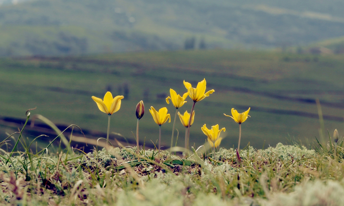 Xinjiang tulips Photo: Courtesy of Yang Zongzong