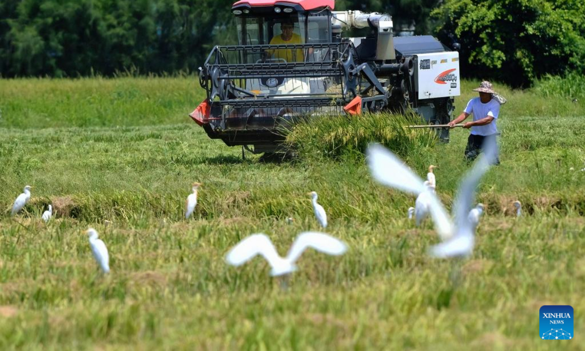 Aerial photo taken on Aug 4, 2022 shows paddy fields and aquaculture ponds in Fuqing City, southeast China's Fujian Province. Photo:Xinhua