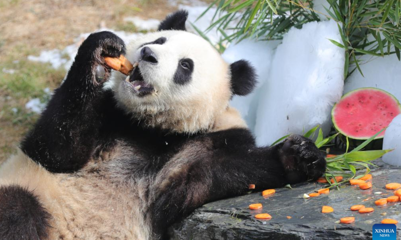 Giant panda Bao Di has birthday meal at the Pairi Daiza zoo in Brugelette, Belgium, Aug. 6, 2022. The celebration of the third birthday of the panda twins Bao Di and Bao Mei, born on Aug. 8, 2019 to Hao Hao and Xing Hui, was held at the Pairi Daiza zoo on Saturday. Photo: Xinhua