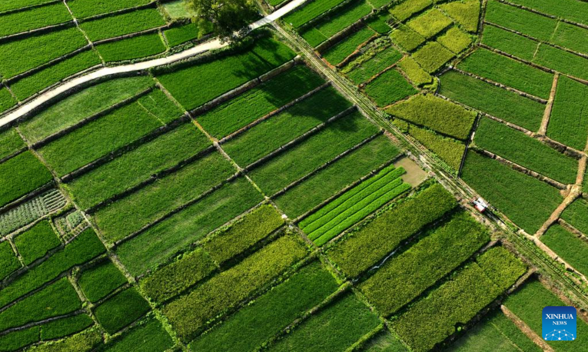 Aerial photo taken on Aug 4, 2022 shows paddy fields and aquaculture ponds in Fuqing City, southeast China's Fujian Province. Photo:Xinhua