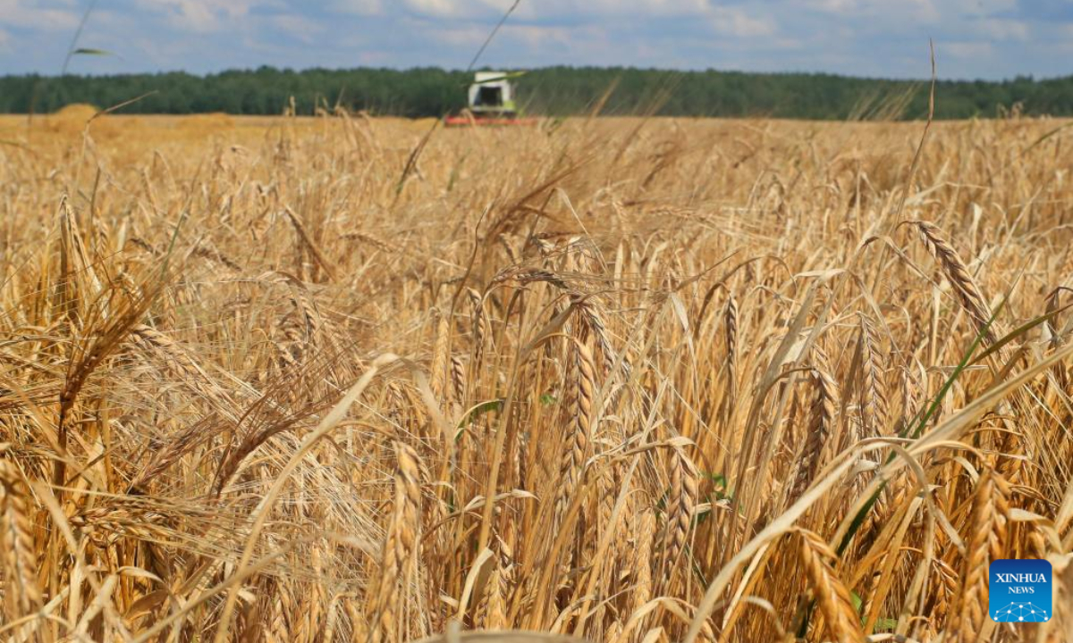 A reaper harvests grains in Minsk, Belarus, Aug 4, 2022. Photo:Xinhua