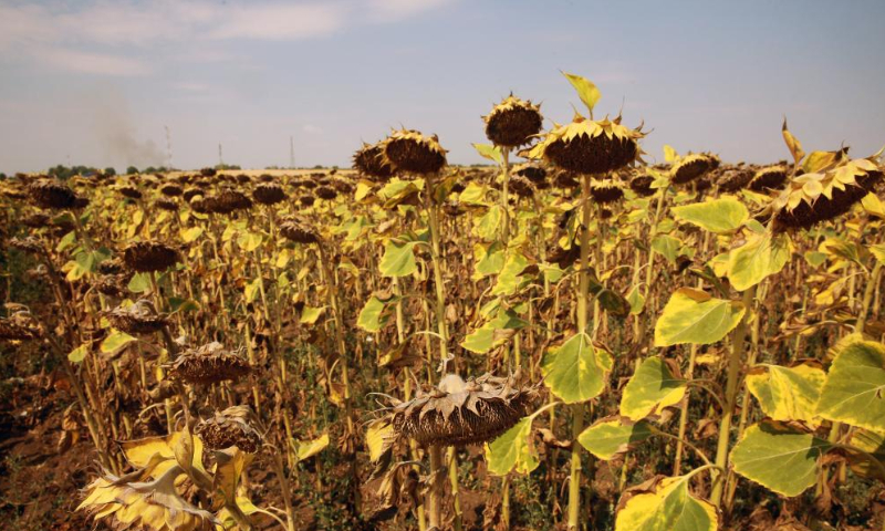 A sunflower field is affected by drought in Teleorman County, Romania, on Aug. 7, 2022. Romania is facing severe drought this summer. Photo: Xinhua