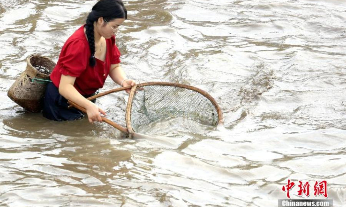 A woman catches fish to celebrate the Chixin festival in Shibing county, Qiandongnan Miao and Dong Autonomous Prefecture, southwest China's Guizhou Province, Aug 5, 2022. Chixin festival is a local celebration for good harvest. Photo: China News Service