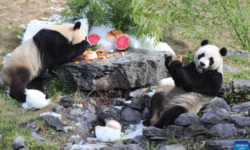 Giant panda twins Bao Di (L) and Bao Mei have birthday meal at the Pairi Daiza zoo in Brugelette, Belgium, Aug. 6, 2022. The celebration of the third birthday of the panda twins Bao Di and Bao Mei, born on Aug. 8, 2019 to Hao Hao and Xing Hui, was held at the Pairi Daiza zoo on Saturday. Photo: Xinhua