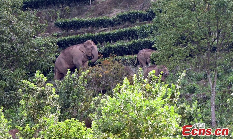 A herd of wild Asian elephants and a calf wander in the village of Mankelao, Puer, southwest China's Yunnan Province, July 31, 2022. Monitors have closely managed to follow the wild Asian elephants in Yunnan. (Photo: China News Service/Li Jiaxian)