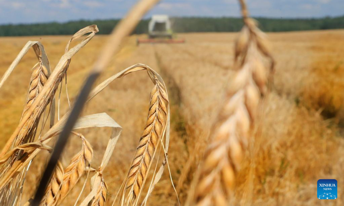 A reaper harvests grains in Minsk, Belarus, Aug 4, 2022. Photo:Xinhua