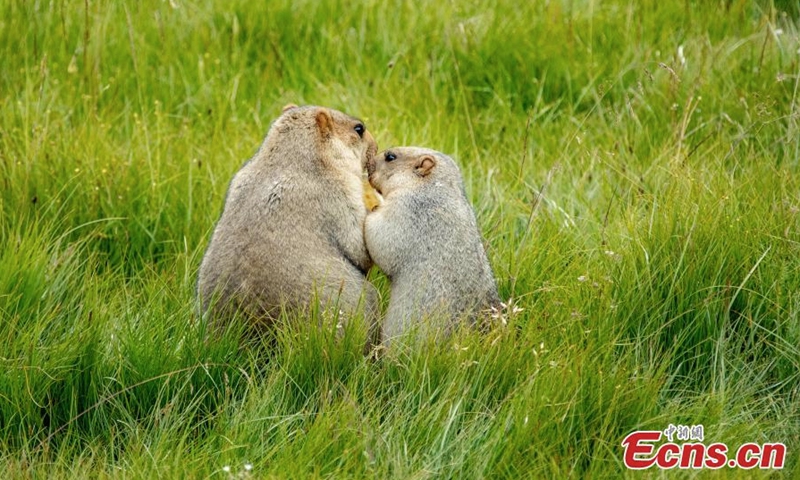 Two groundhogs forage for food in the grass in Aba Tibetan and Qiang Autonomous Prefecture, southwest China's Sichuan Province, July 31, 2022. (Photo provided to China News Service)