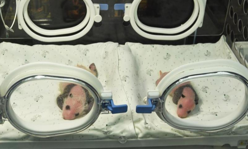 Giant panda twins kept in an incubator meet the public at the Chongqing Zoo, Aug. 8, 2022. (Photo: China News Service/Chen Chao)

Their mother Er Shun gave birth to the twins on July 22, 2022.

Born on Aug. 10, 2007, Er Shun flew to Canada in March 2013 and made her homes in Toronto Zoo and Calgary Zoo. Er Shun returned back to China in November 2020.